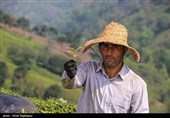رئیس سازمان چای کشور: 500 هکتار از باغات رها شده چای احیاء می‌شود