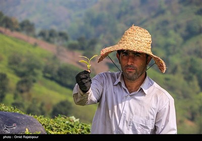  تولید چای ۵۰ درصد افزایش یافت 