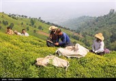 گیلان| رشد 9 درصدی برداشت چای در شمال؛ 160 کارخانه قرارداد خرید منعقد کردند