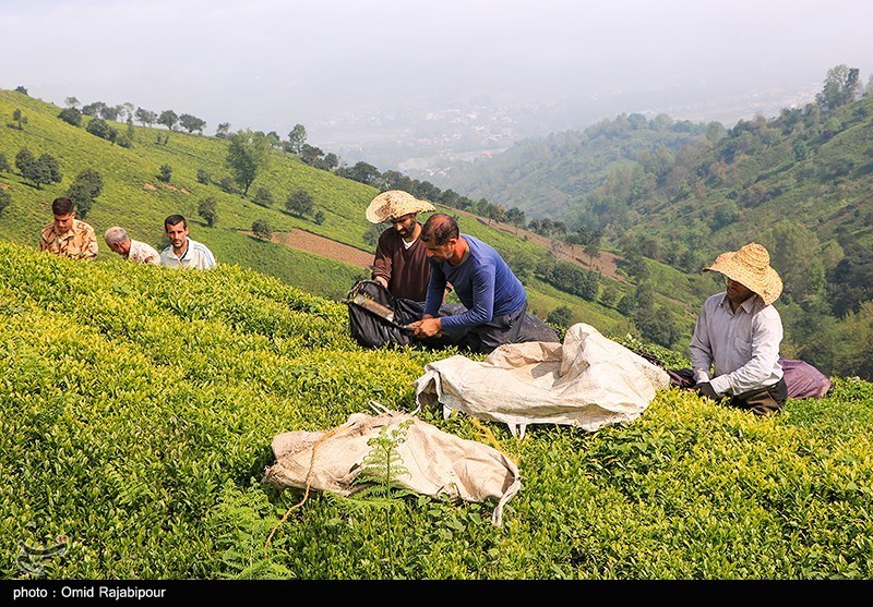 چای چین اول چای بهاره چیست چای ایرانی برداشت چای اسم بهترین چای ایرانی اخبار چای اخبار املش