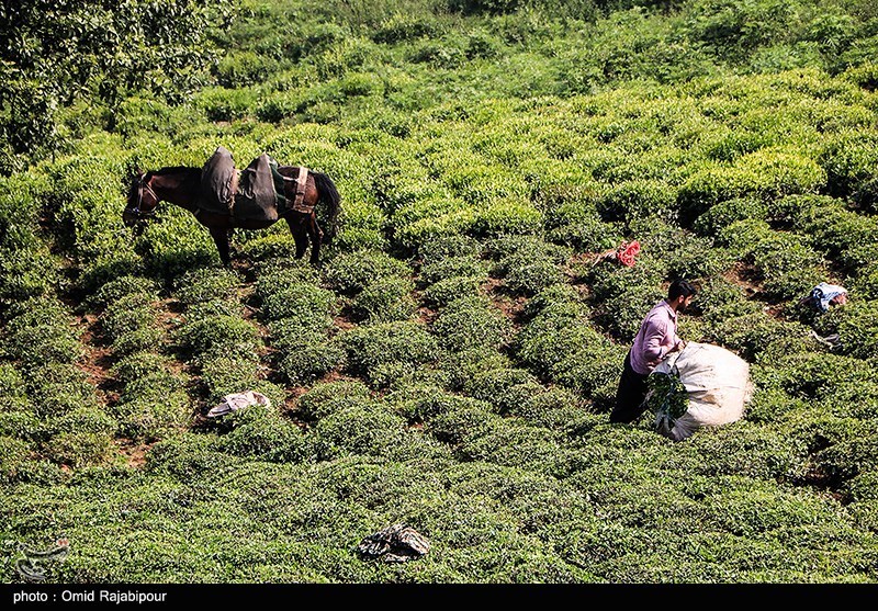 چای چین اول چای بهاره چیست چای ایرانی برداشت چای اسم بهترین چای ایرانی اخبار چای اخبار املش