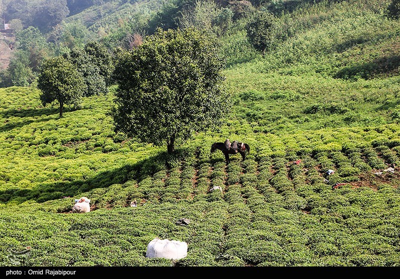 رئیس سازمان چای کشور: تسهیلات به چایکاران و کارخانجات چای پرداخت می‌شود