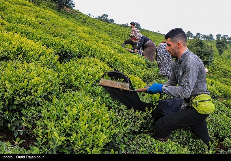 55‌ میلیارد تومان تسهیلات به‌ تولیدکنندگان چای گیلان و مازندران پرداخت می‌شود