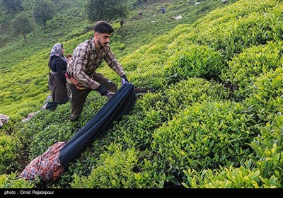  گیلان| رئیس سازمان چای: شرایط خرید برگ سبز چای در سال جهش تولید مناسب است 