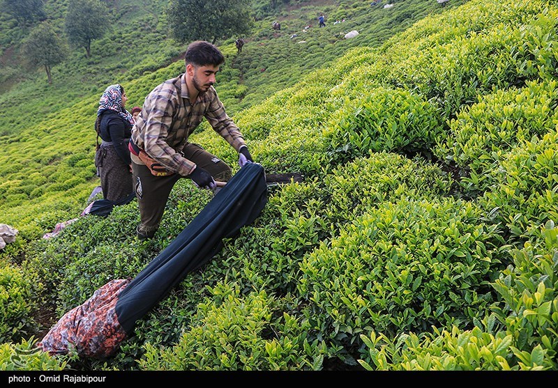 گیلان| رئیس سازمان چای: شرایط خرید برگ سبز چای در سال جهش تولید مناسب است