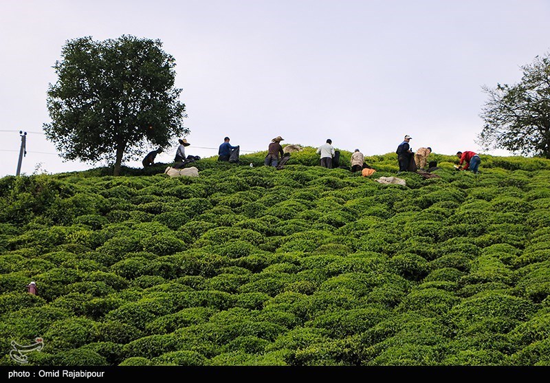 رئیس سازمان چای کشور: 230 هکتار از باغات چای رها شده به چرخه تولید برگردانده شد