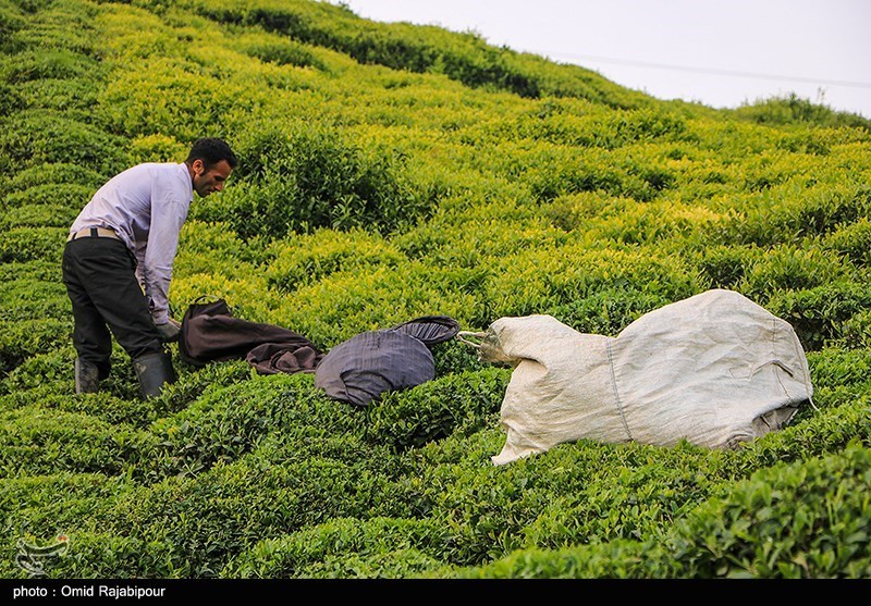 رئیس سازمان چای کشور: 200 میلیارد تومان برگ سبز چای امسال از چایکاران خریداری شد