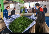 قیمت خرید تضمینی برگ سبز چای درجه یک 46 هزار ریال تعیین شد /‌ چایکاران برای احیای ‌باغاتشان انگیزه پیدا کردند