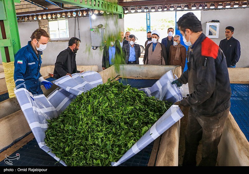 پرداخت 90 درصد مطالبات چایکاران گیلان و مازندران؛ 81 هزار تن برگ سبز چای امسال خریداری شد