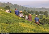 برداشت برگ سبز چای 5 درصد افزایش یافت
