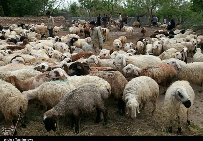 چرا مرغ و گوشت گران شد؟ قیمت گوسفند زنده در مرز عراق 90هزار تومان/ رئیس شورای دام: گوسفند در داخل متقاضی ندارد