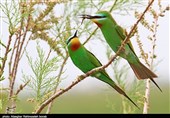گزارش| بازگشت زندگی به تالاب بهشت پرندگان ایران / پذیرایی «قره قشلاق» از 182 نوع پرنده + تصاویر