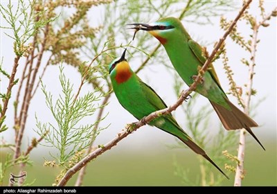  گزارش| بازگشت زندگی به تالاب بهشت پرندگان ایران / پذیرایی «قره قشلاق» از ۱۸۲ نوع پرنده + تصاویر 