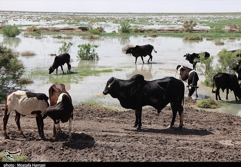 دریاچه هامون , استان سیستان و بلوچستان , سازمان محیط زیست , 