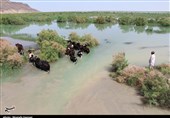 گزارش ویدئویی تسنیم| پلان به پلانِ حیات دوباره بزرگ‌ترین دریاچه آب شیرین ایران / شادمانی مردم در پی پایان 20 سال خشکسالی‌