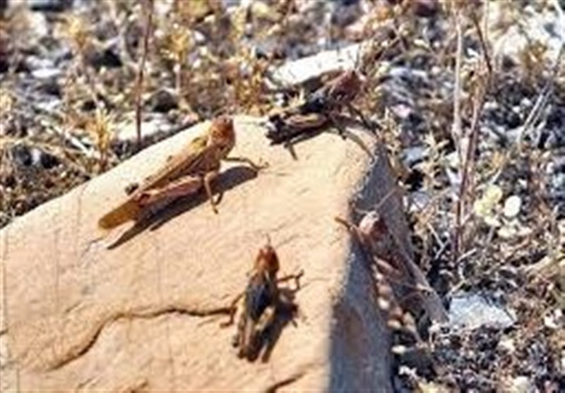 30هزار هکتار از اراضی خراسان جنوبی آلوده به ملخ های صحرایی شد