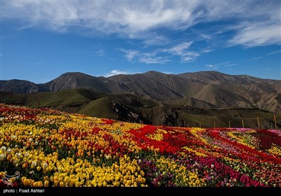 دشت لاله‌های روستای کندر