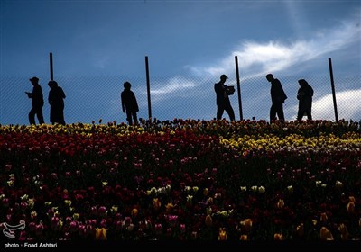 دشت لاله‌های روستای کندر