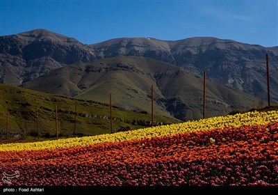 دشت لاله‌های روستای کندر