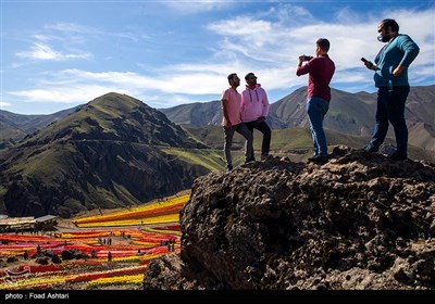 دشت لاله‌های روستای کندر