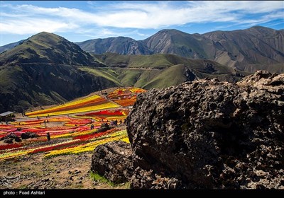 دشت لاله‌های روستای کندر