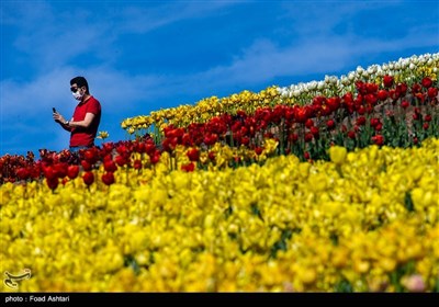 دشت لاله‌های روستای کندر