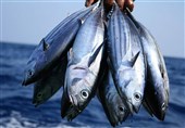 کمک مومنانه| 600 میلیون ریال ماهی در قشم توزیع شد