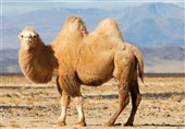 12 نکته عجیب درباره "شتر"