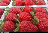 کاشت و برداشت توت‌فرنگی گلخانه‌ای در ارومیه به روایت تصویر