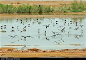 کوچ 30 هزار پرنده مهاجر به زیستگاه‌های لرستان