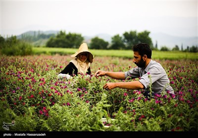 برداشت گل گاوزبان در گرگان