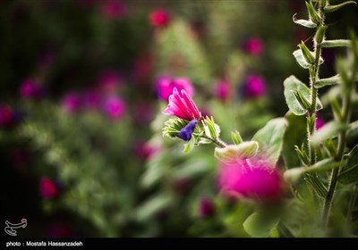 برداشت گل گاوزبان در گرگان