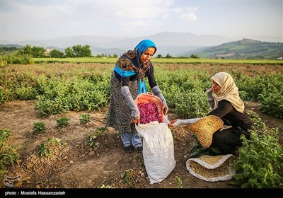 برداشت گل گاوزبان در گرگان