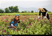 روایتی از برداشت گل گاوزبان از دل کوهستان مازندران