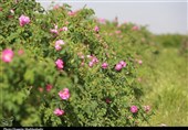 بوی خوش عطر گل محمدی در پایتخت گل و گلاب ایران+ فیلم