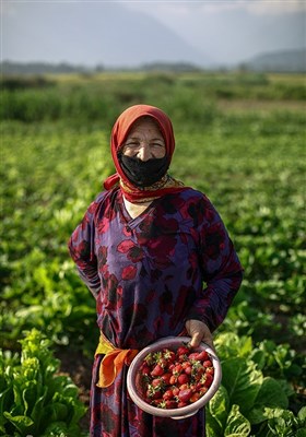 برداشت توت فرنگی در روستای سفید چشمه - گرگان