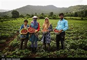 ‌درخواست مسئولان کردستان از وزارت جهاد کشاورزی؛ به صادرات توت‌فرنگی کمک کنید‌