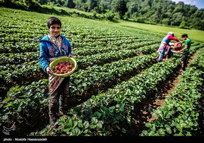 برداشت توت فرنگی در روستای سفید چشمه - گرگان