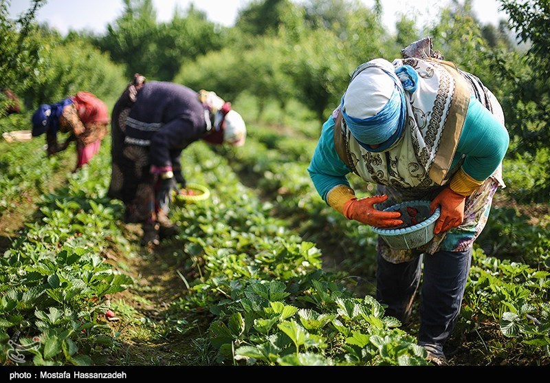 از گوشه و کنار آذربایجان‌غربی| سالانه 200 تن توت فرنگی گلخانه‌ای در استان تولید می‌شود‌