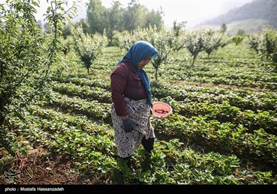 برداشت توت فرنگی در روستای سفید چشمه - گرگان