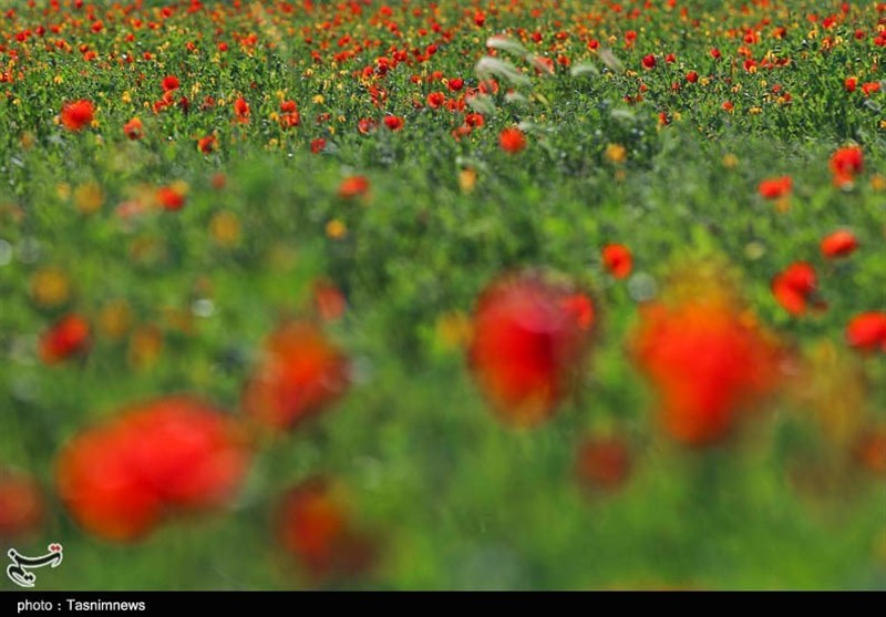 دشت گل‌های لاله و شقایق در بجنورد به روایت تصویر
