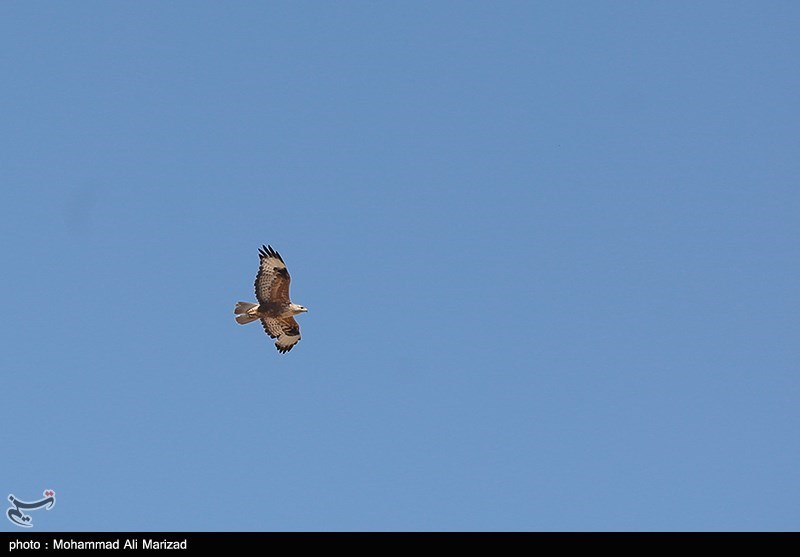 مشاهده گونه جدیدی از پرندگان برای اولین بار در تهران + تصویر