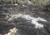 آتش سوزی در مراتع منطقه دهرود سفلی دشتستان / 620 هکتار مراتع کوهستانی در آتش سوخت