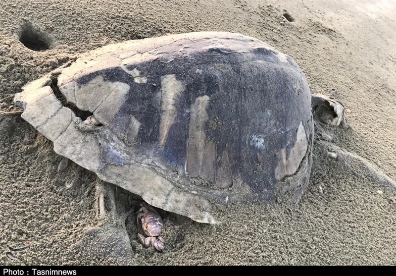 گزارش| لاک‌پشت‌های دریایی در جاسک تلف شدند / باز هم پای صید ترال در میان است+ ‌تصاویر‌
