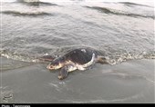 پایش زیستگاه‌های تخم گذاری لاک پشت‌های دریایی در سواحل سیستان و بلوچستان آغاز شد
