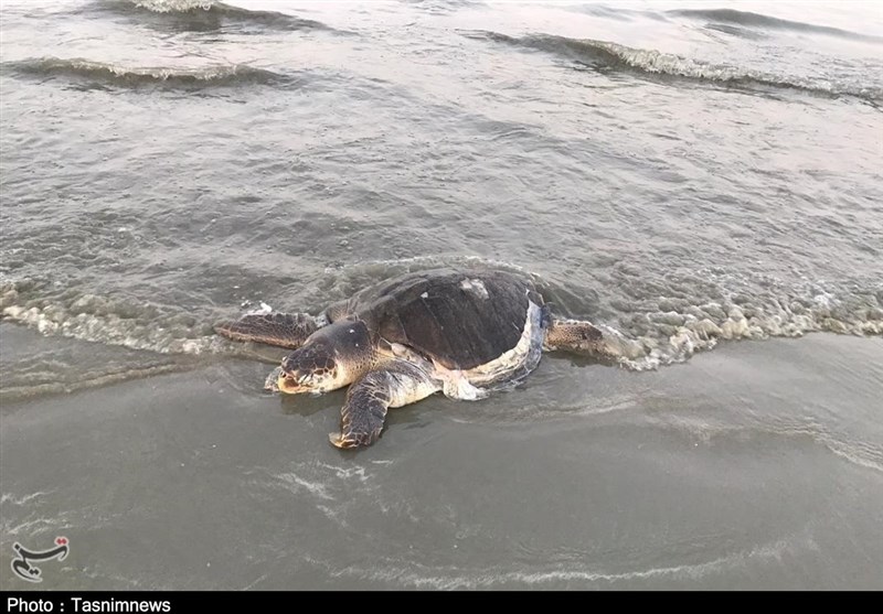 پایش زیستگاه‌های تخم گذاری لاک پشت‌های دریایی در سواحل سیستان و بلوچستان آغاز شد