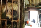 ممنوعیت فروش و خوردن جانوران وحشی در شهر ووهان چین