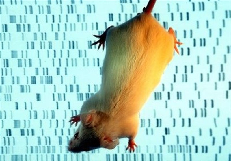 Scientists Made Mouse Embryo with 4% Human Cells