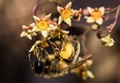 Bees Trick Plants into Flowering Early by Biting Them