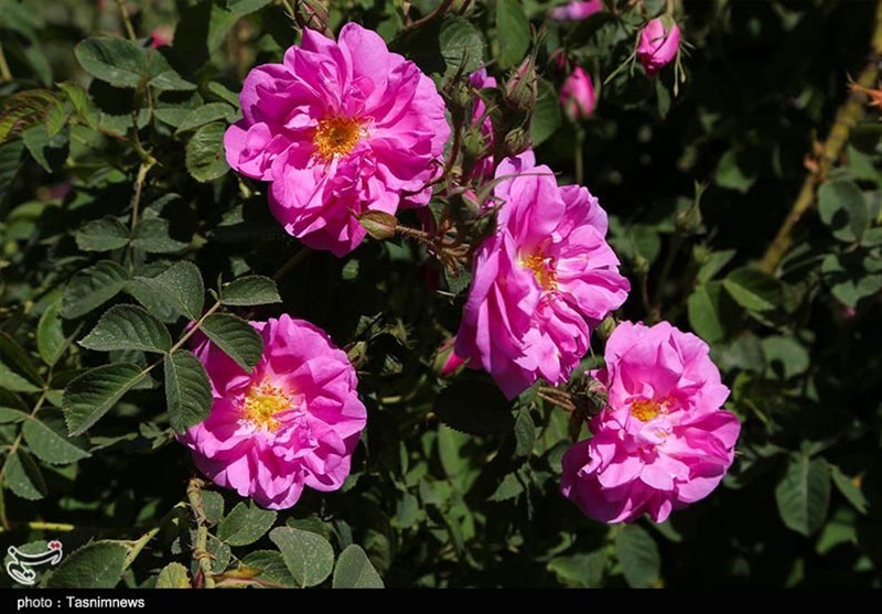 بی مهری به گُل‌کاران آران و بیدگلی در سایه عدم توجه مسئولان/خسارت کشاورزان چگونه جبران می‌شود؟